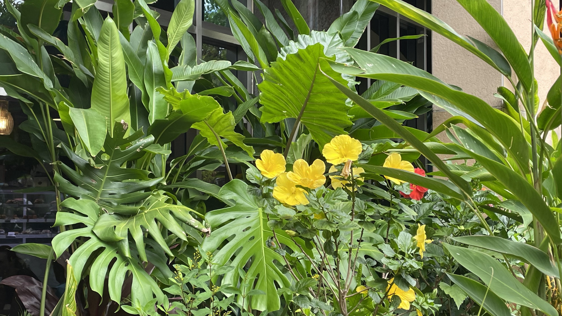 おしゃれな植木鉢の選び方｜素材別の重さと手入れの違い