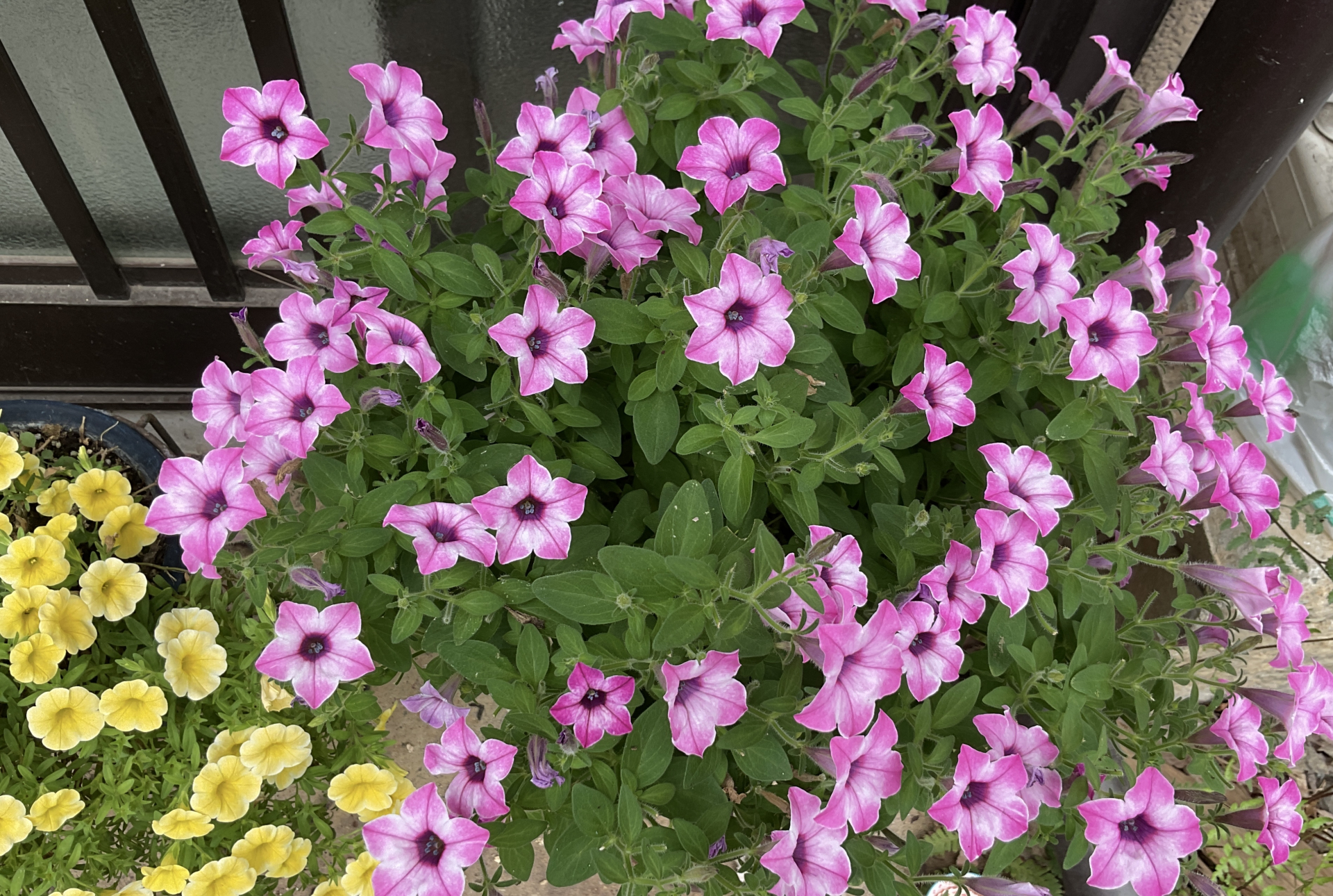 植木鉢のサイズ早見表｜号数と直径の対応と選び方の基準