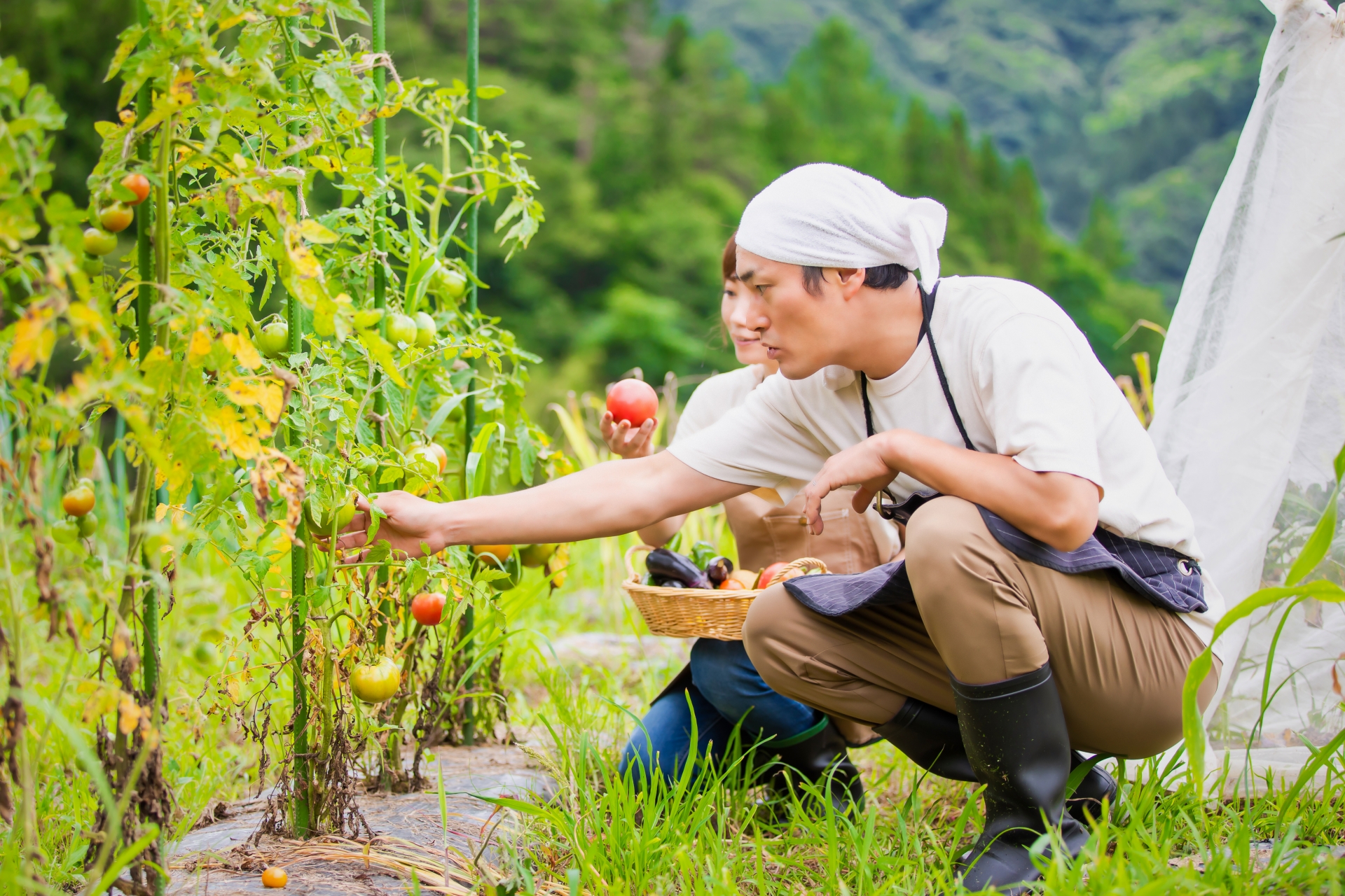 夏野菜の家庭菜園｜植える時期と必要な道具・資材の目安